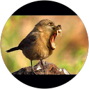 Yann le guillous profile picture